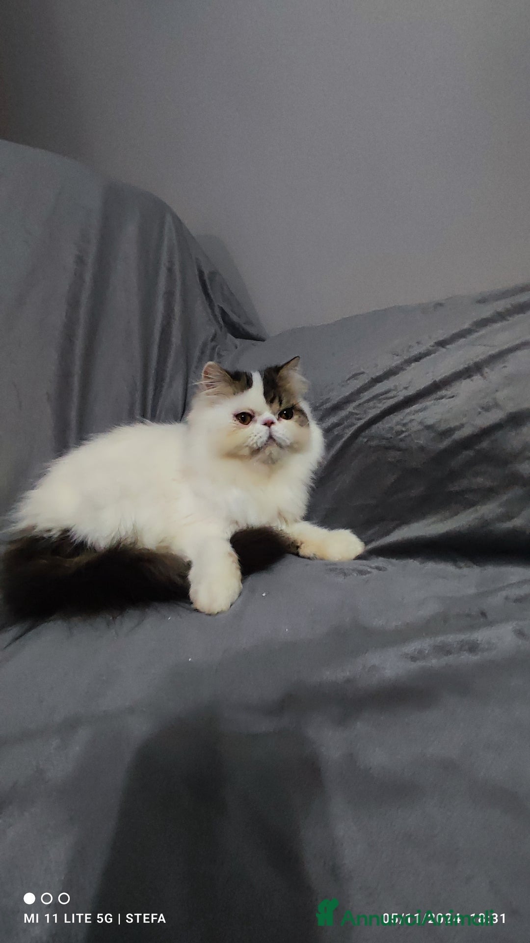 Persiano gatti in vendita: Gatto persiano bianco Braun arlecchino  a Città metropolitana di Milano - Annuncio 3