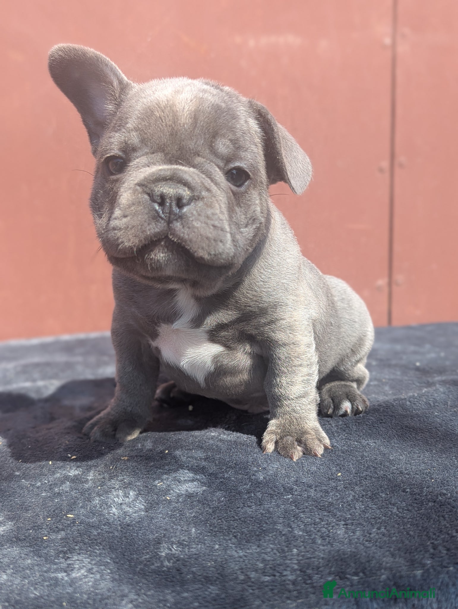 Bulldog Francese cani Bulldog francesi blu and tan - Annuncio 1