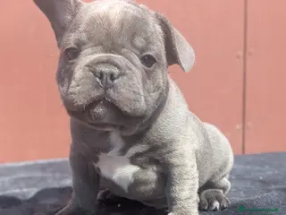 Bulldog Francese cani Bulldog francesi blu and tan - Annuncio 1