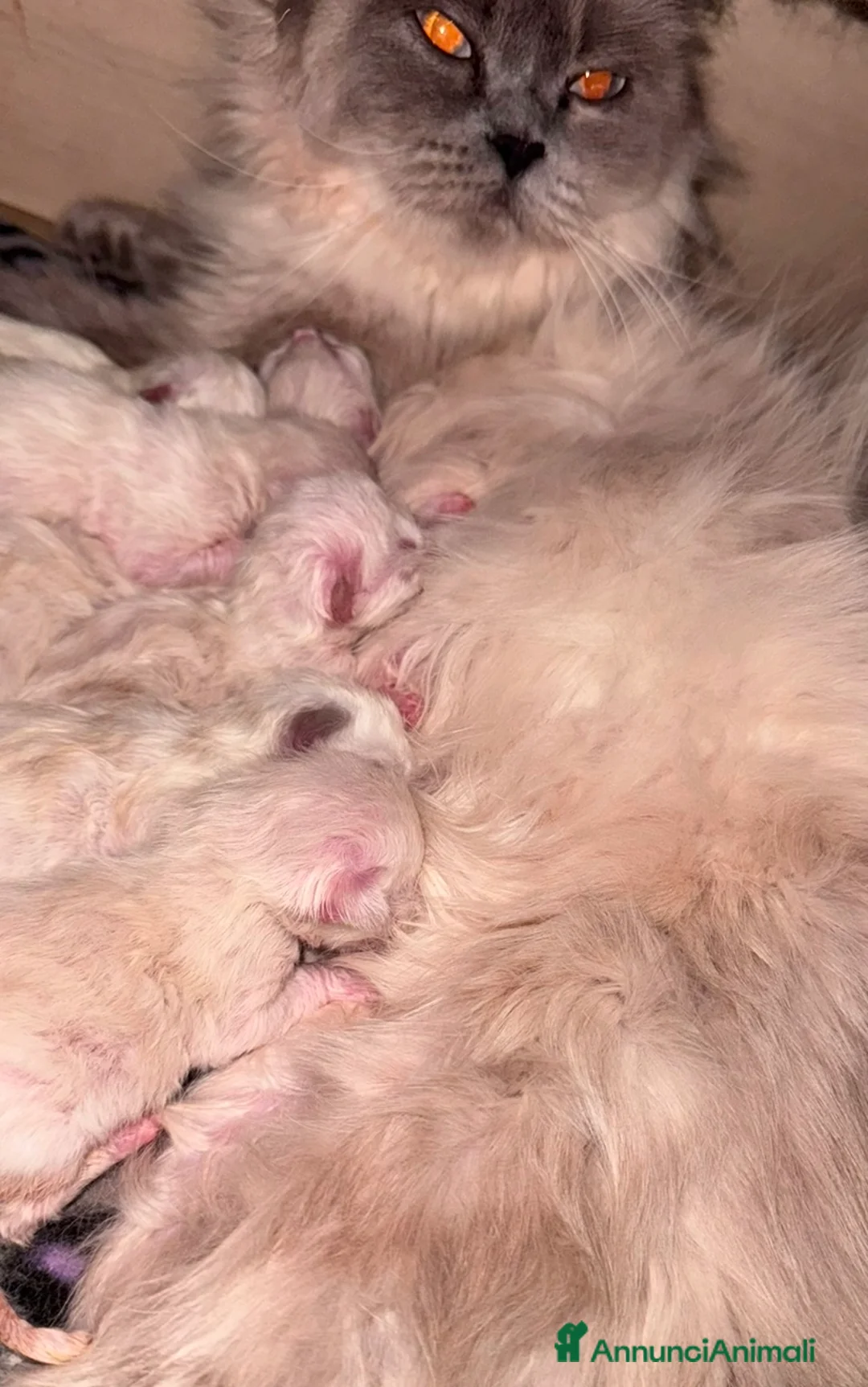 Ragdoll gatti in vendita: Ragdoll - Annuncio 2