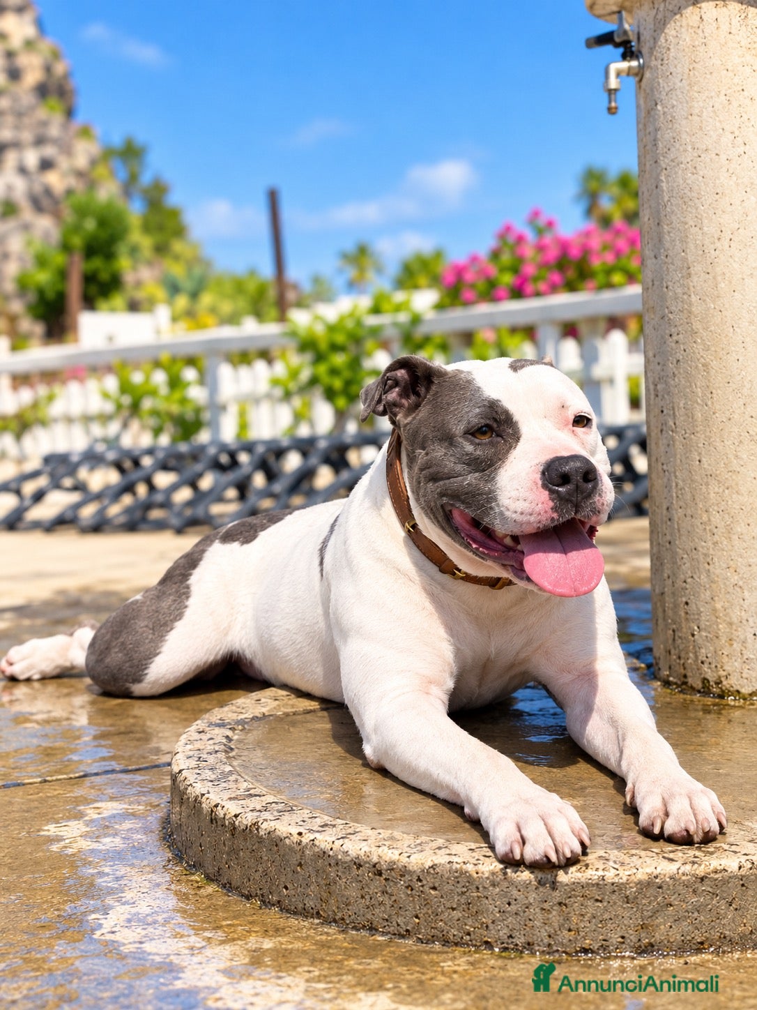 American Staffordshire cani Amstaff femmina in REGALO - Annuncio 1