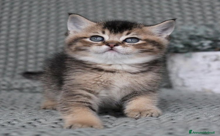 British gatti a Città metropolitana di Milano - Annuncio 16