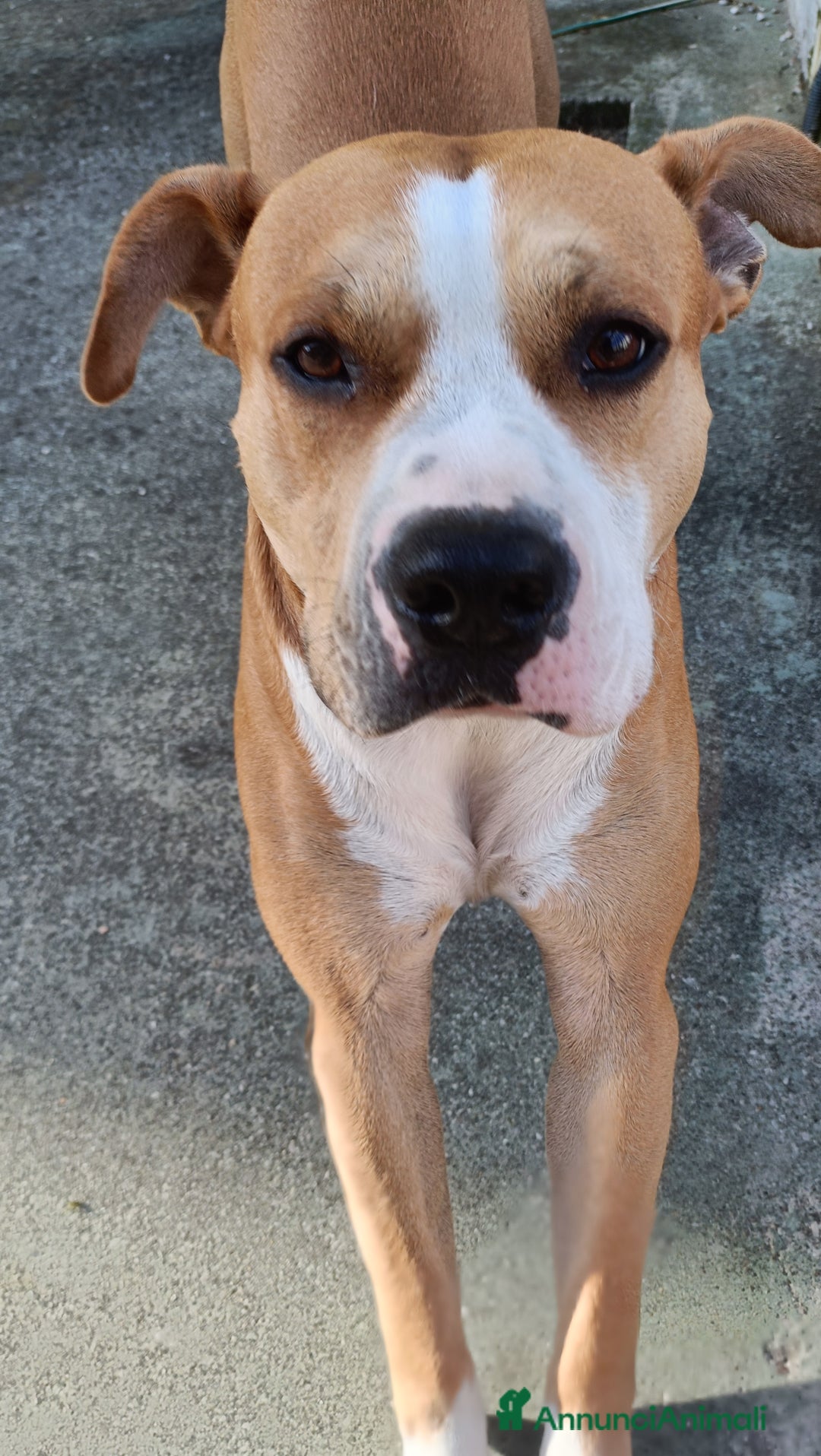 American Staffordshire cani in regalo: Fidanzata per Leo (gratis)  - Annuncio 4