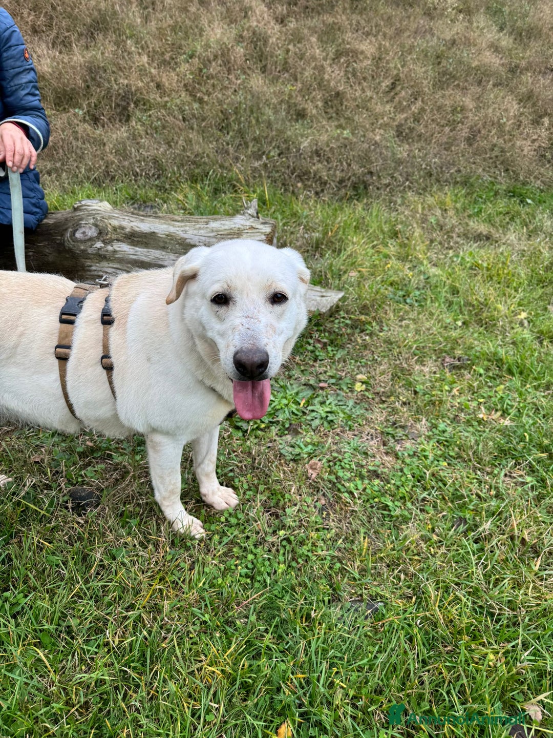 Labrador cani in regalo: Splendida Labrador Easy - Annuncio 3