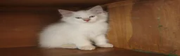 Ragdoll gatti in vendita: Ragdoll cucciolo splendido Lilac con pedigree. - Annuncio 5