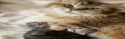 Siberiano gatti in vendita: Cuccioli di Siberiano con pedigree Anfi - Annuncio 9