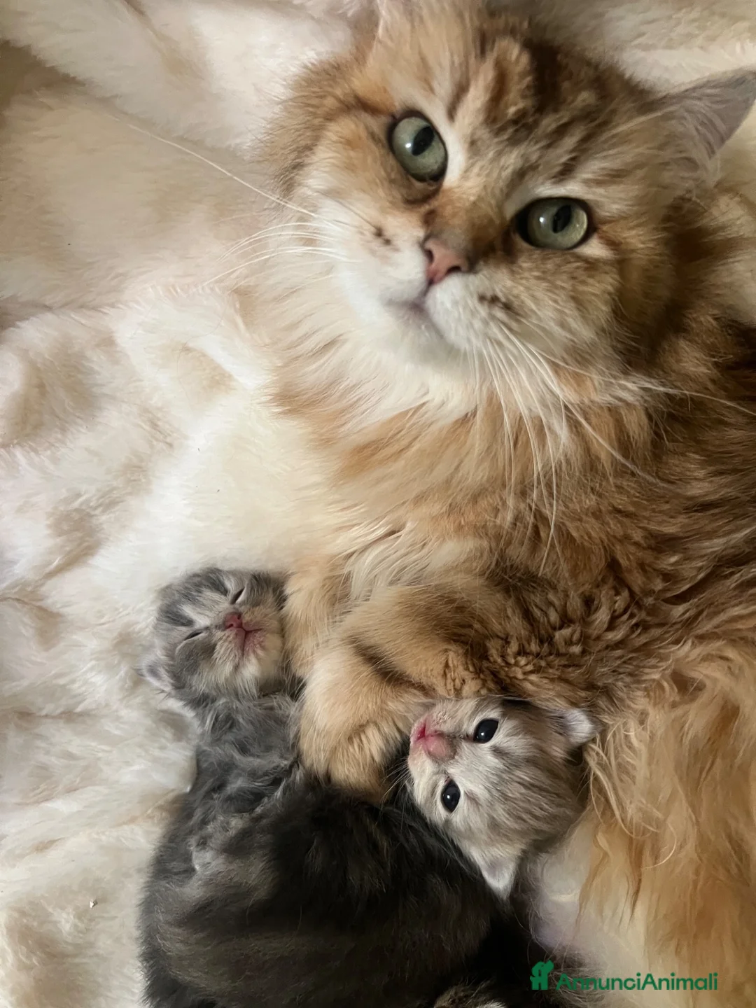 Siberiano gatti in vendita: Cuccioli di Siberiano con pedigree Anfi - Annuncio 9