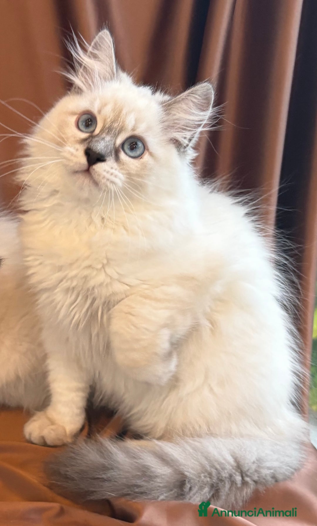 Siberiano gatti in vendita: Dolcissimi cuccioli Siberiani Neva Masquerade - Annuncio 7