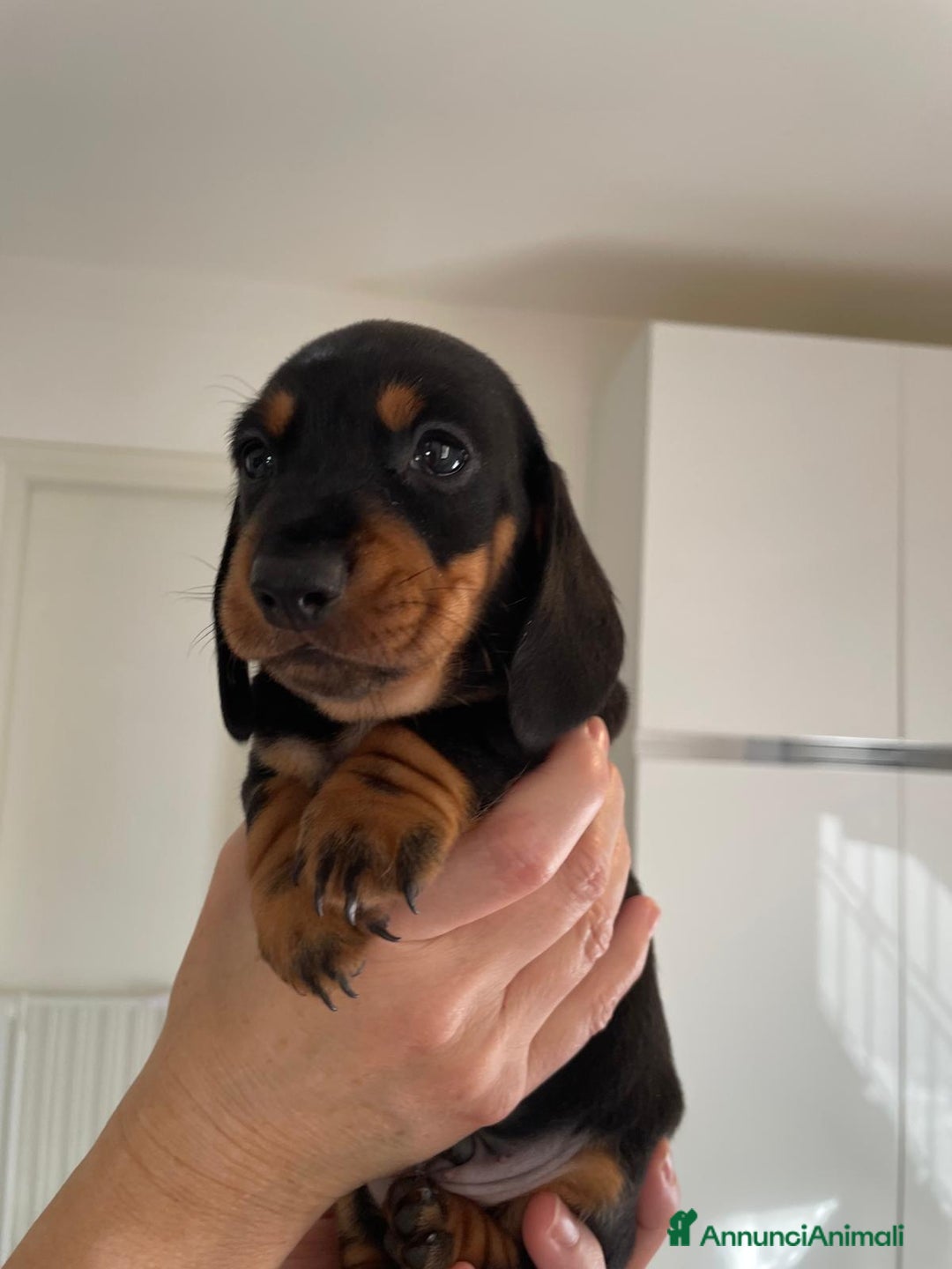 Bassotto cani in vendita: Bassotti Tedeschi Nani a Pelo Corto-Pedigree  - Annuncio 15