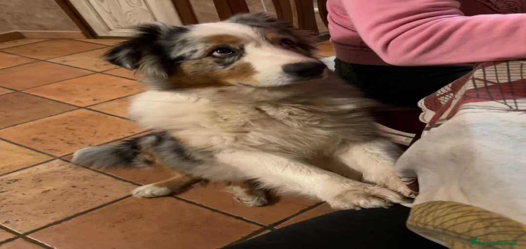 Immagine della galleria {{count}}