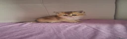 Scottish gatti in vendita: Gattini Scottish Straight  - Annuncio 19