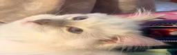 Ragdoll gatti in vendita: Cucciolo ragdoll blue mitted Bleach - Annuncio 12