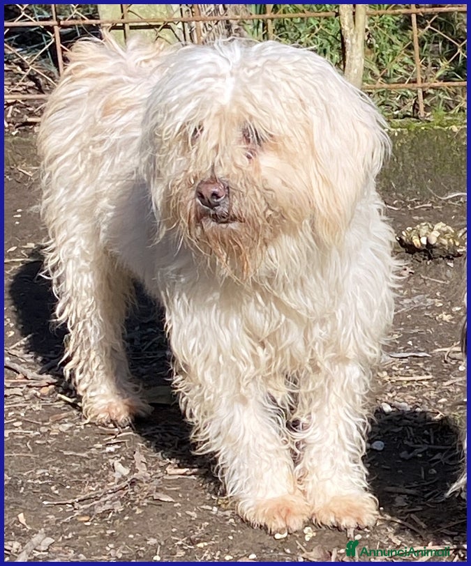 Meticcio cani DELORIS VAN CARTIER, UN BATUFFOLO DI PELO - Annuncio 2