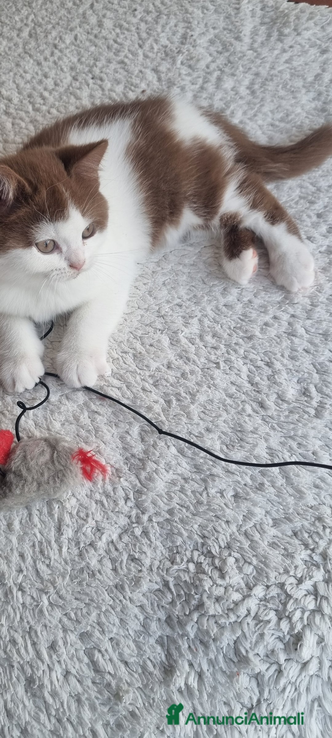 British gatti in vendita: British shorthair  - Annuncio 5