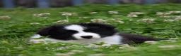 Border Collie cani in vendita: Cuccioli di Border Collie, linea da bellezza a Provincia autonoma di Bolzano - Alto Adige - Annuncio 4