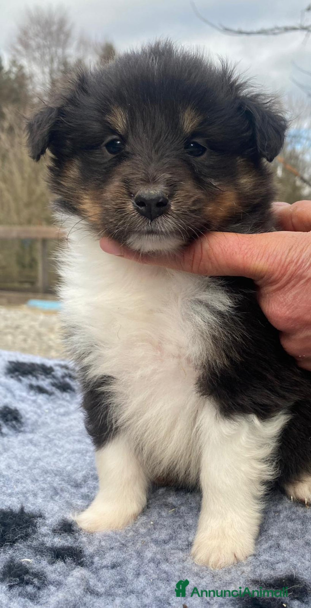 Shetland Sheepdog cani in vendita: Shetland Sheepdog  - Annuncio 5