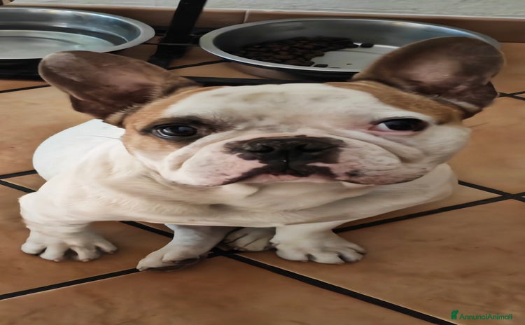 Bulldog Francese cani a Città metropolitana di Catania - Annuncio 2