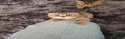 British gatti in vendita: British shorthair  - Annuncio 6