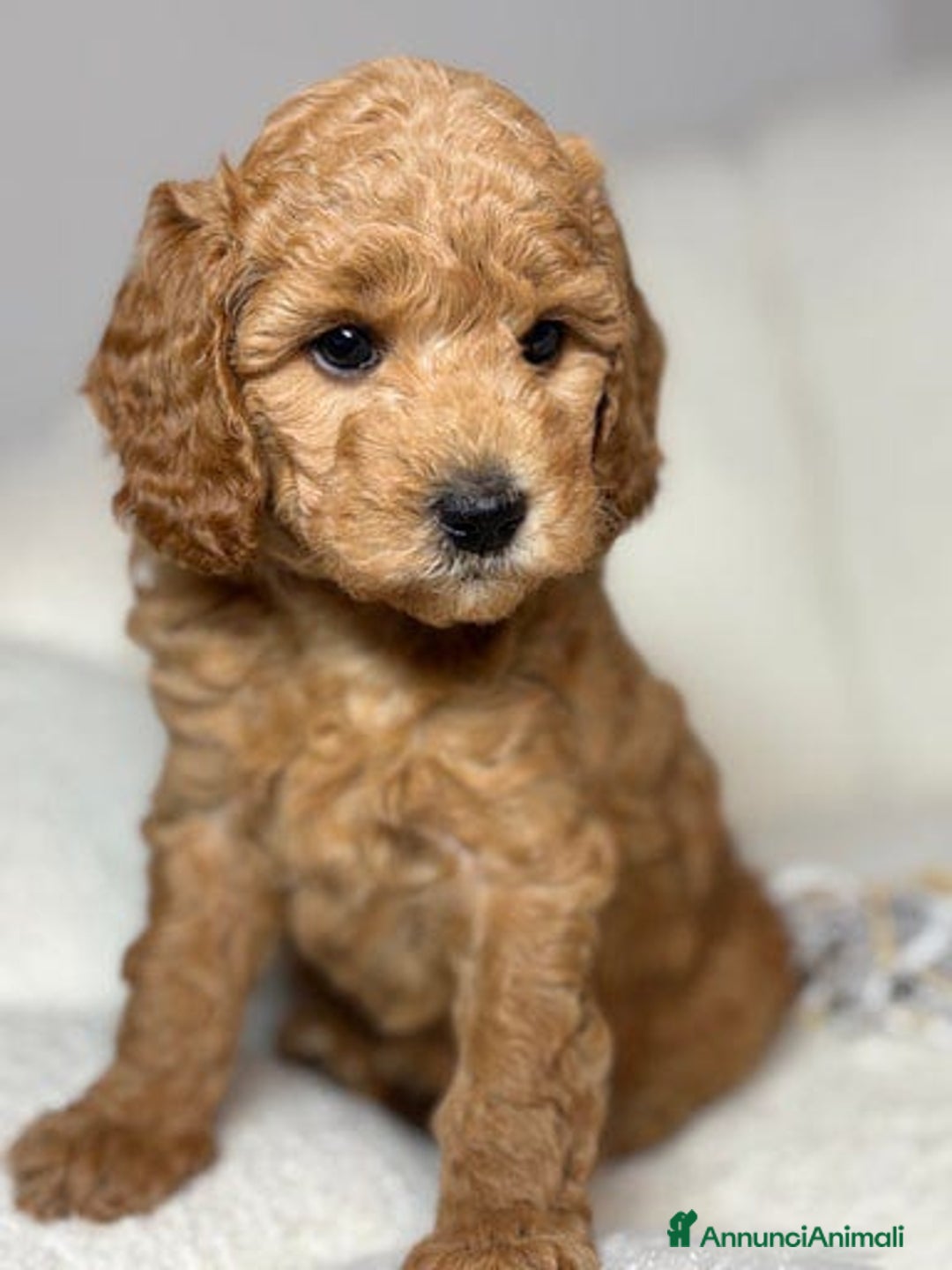 Meticcio cani in vendita: Cuccioli di Mini Goldendoodle F1BB - Annuncio 25