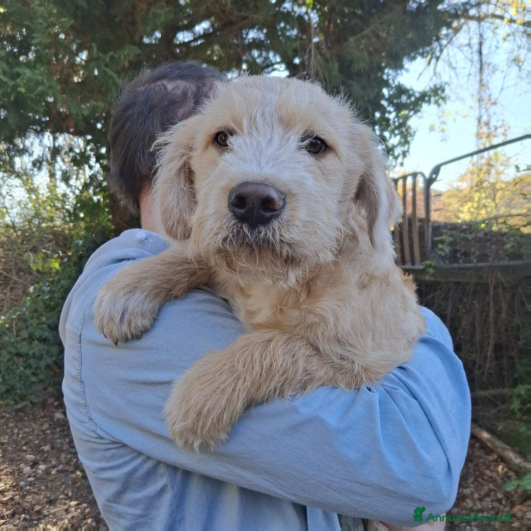 Meticcio cani in regalo: 4 CUCCIOLE impaurite cercano famiglie speciali! - Annuncio 2