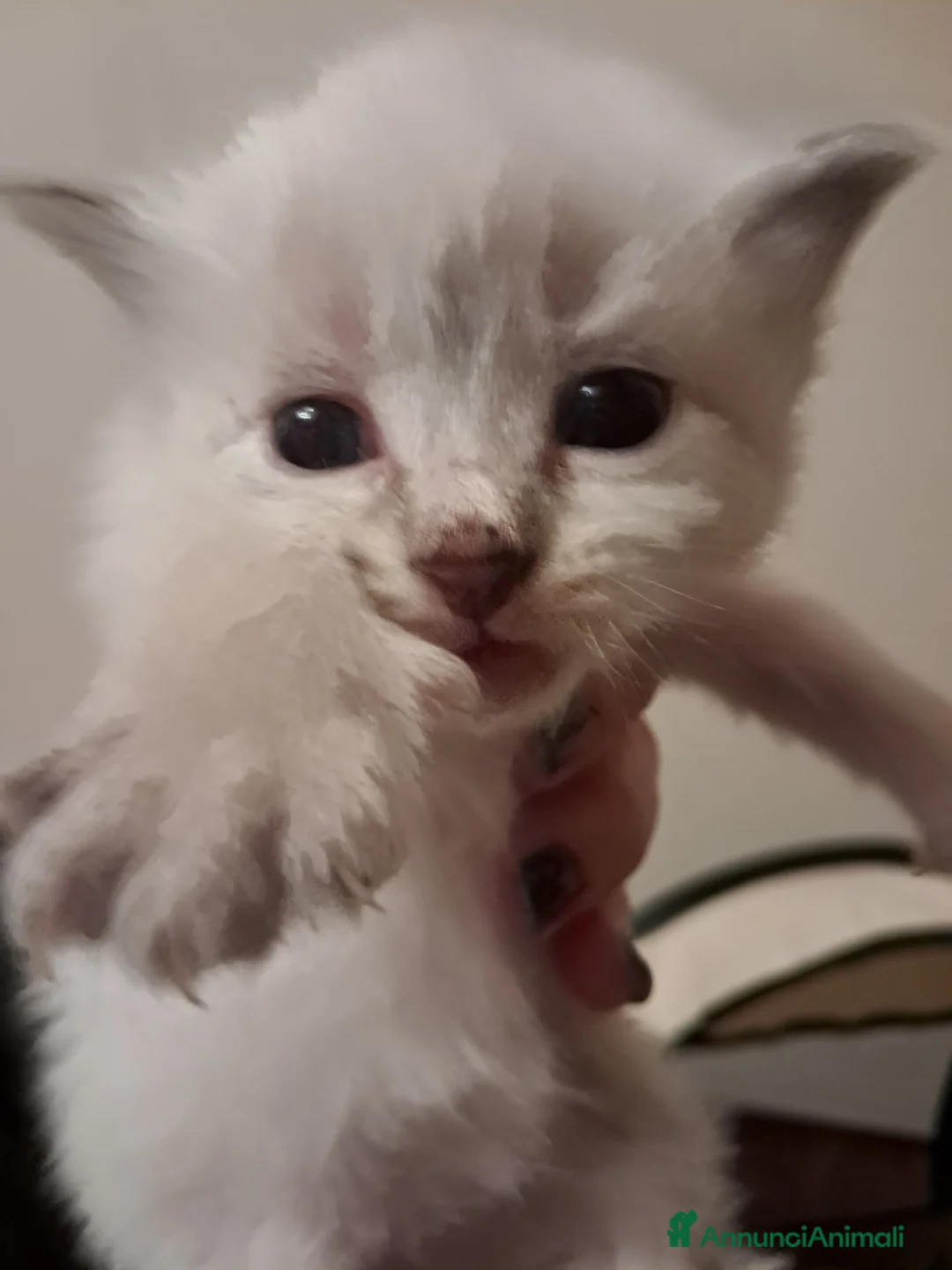 Siberiano gatti in vendita: Cucciola simil siberiana neva  - Annuncio 2