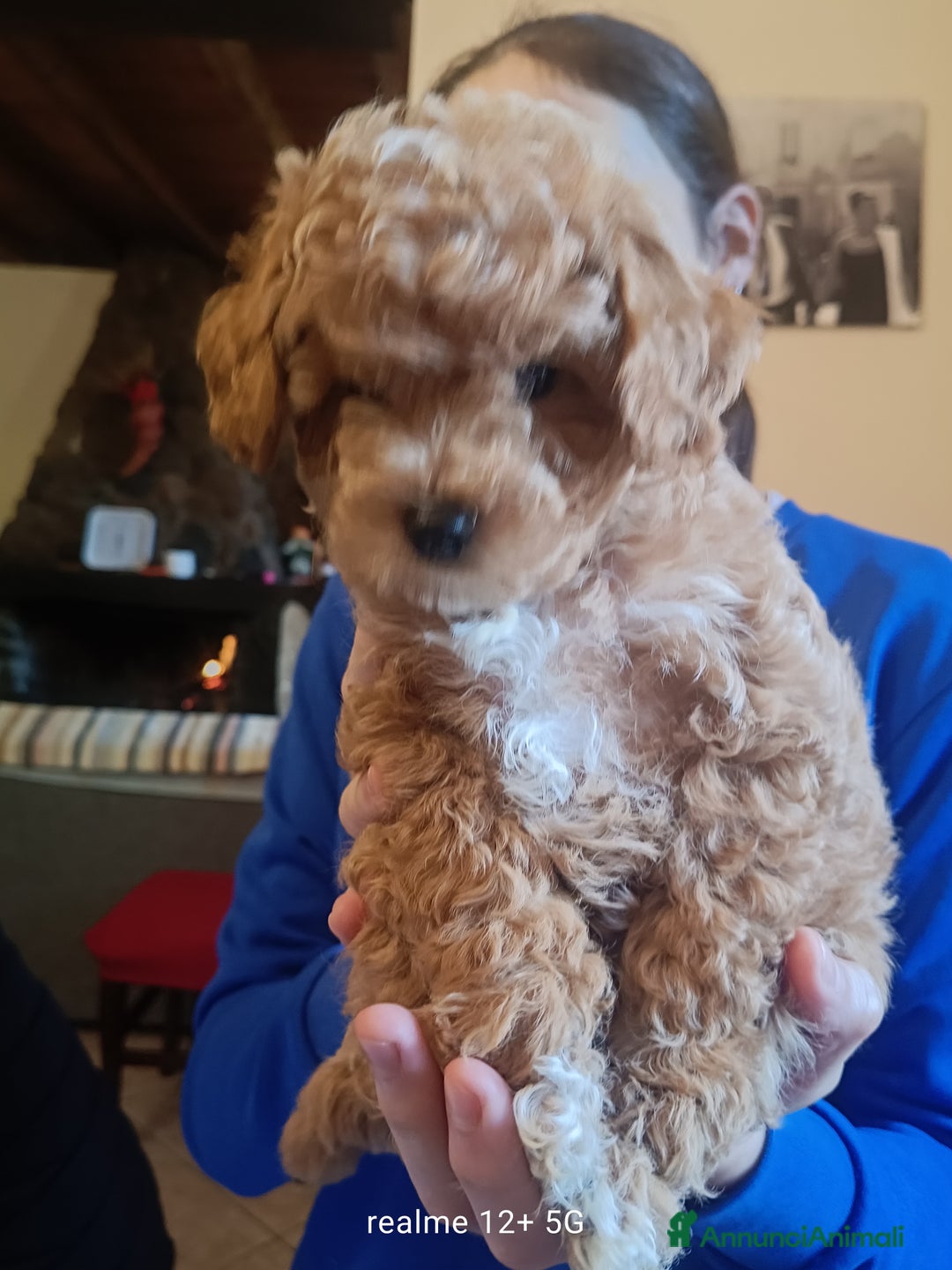 Meticcio cani in vendita: Maltippp  - Annuncio 6