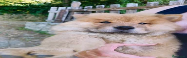 Chow Chow maschio