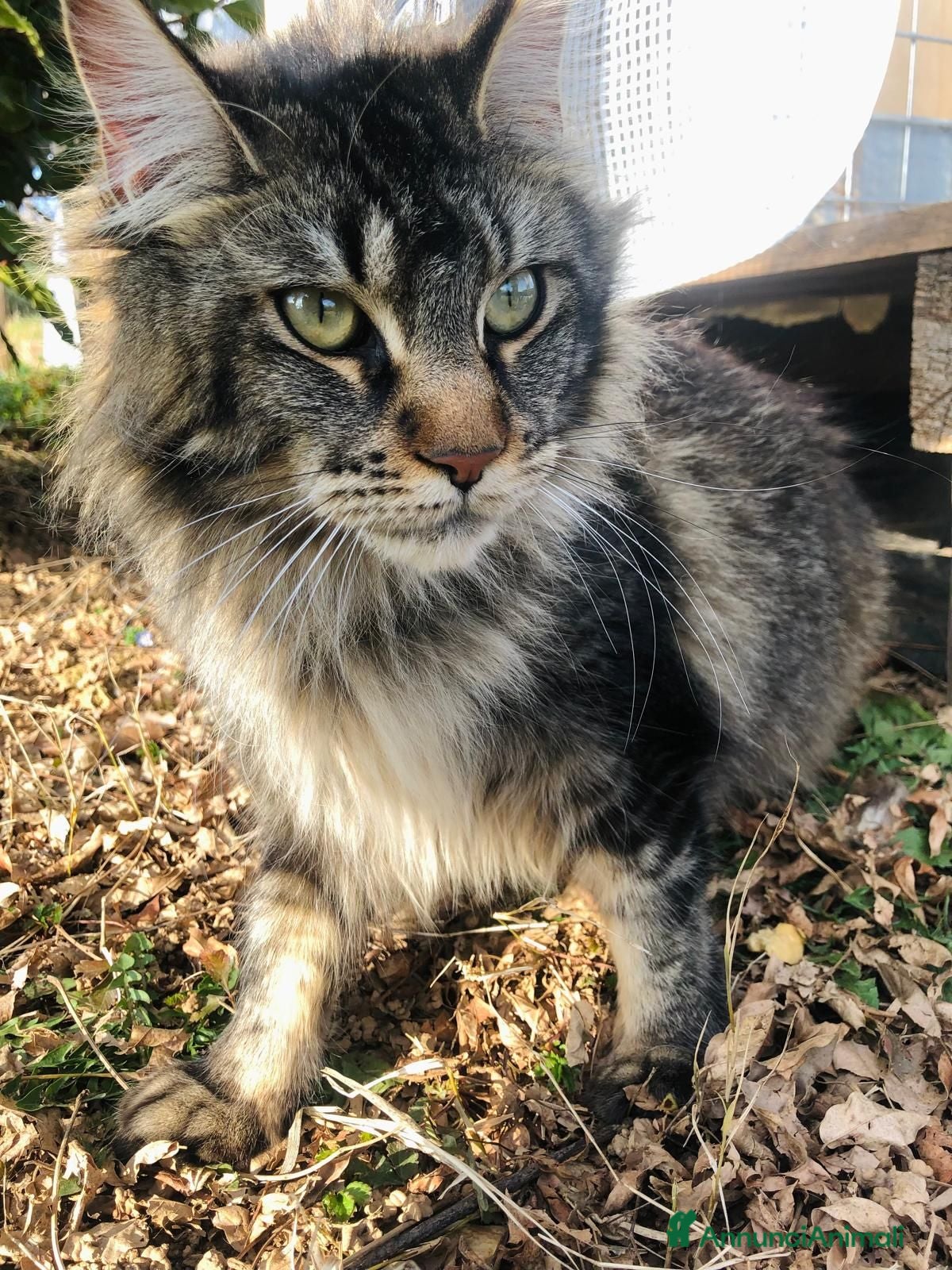 Maine Coon gatti Cucciolo di Maine Coon  silver  - Annuncio 27