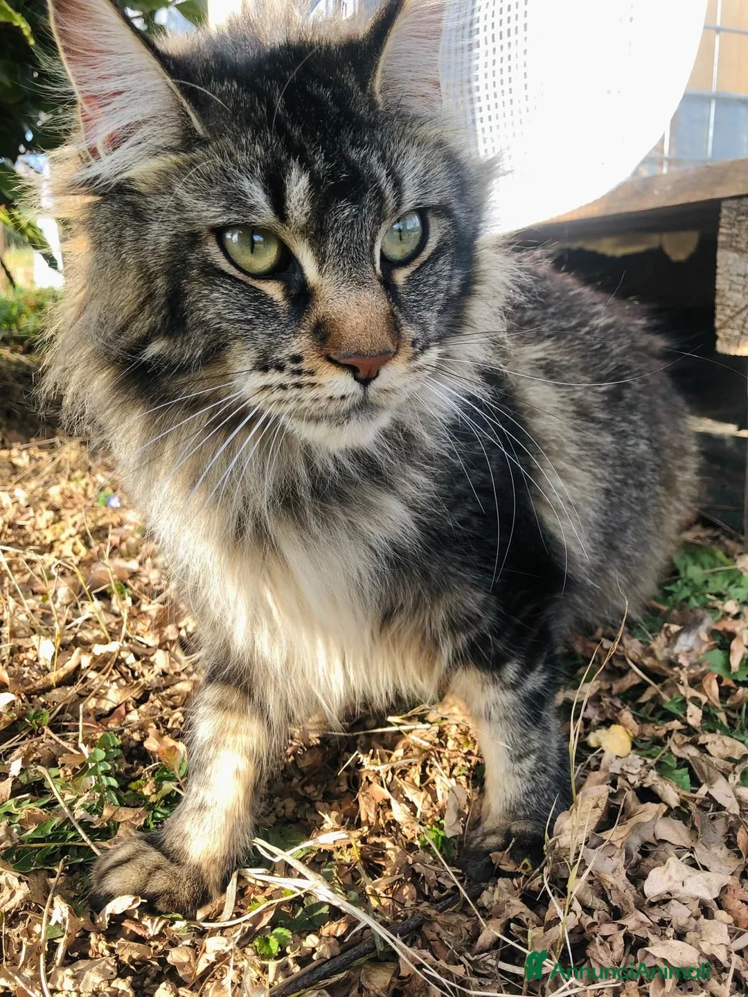 Maine Coon gatti in vendita: Cucciolo di Maine Coon  silver  a Provincia di Cuneo - Annuncio 1