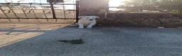 Meticcio cani in regalo: Cucciola 3 mesi e mezzo  a Provincia di Taranto - Annuncio 2