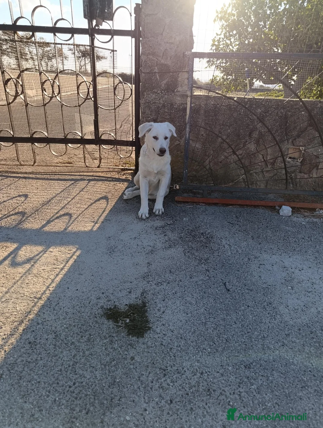 Meticcio cani in regalo: Cucciola 3 mesi e mezzo  a Provincia di Taranto - Annuncio 2