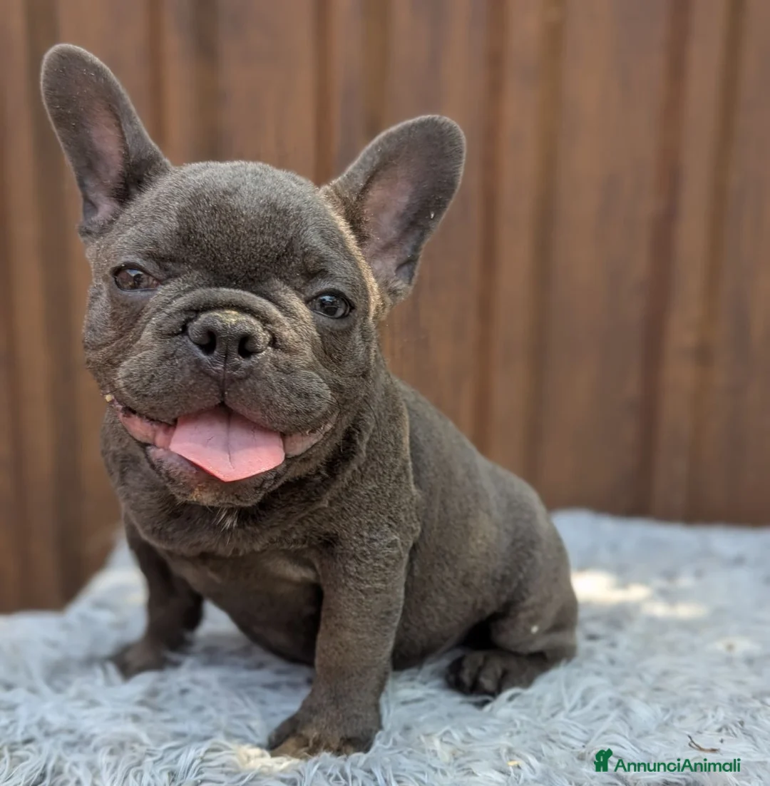 Bulldog Francese cani in vendita: Bulldog francese blu and tan - Annuncio 2