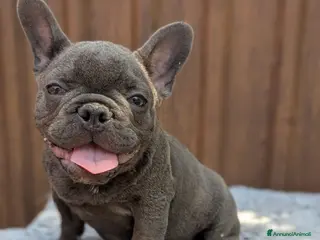 Bulldog Francese cani Bulldog francese blu and tan - Annuncio 1