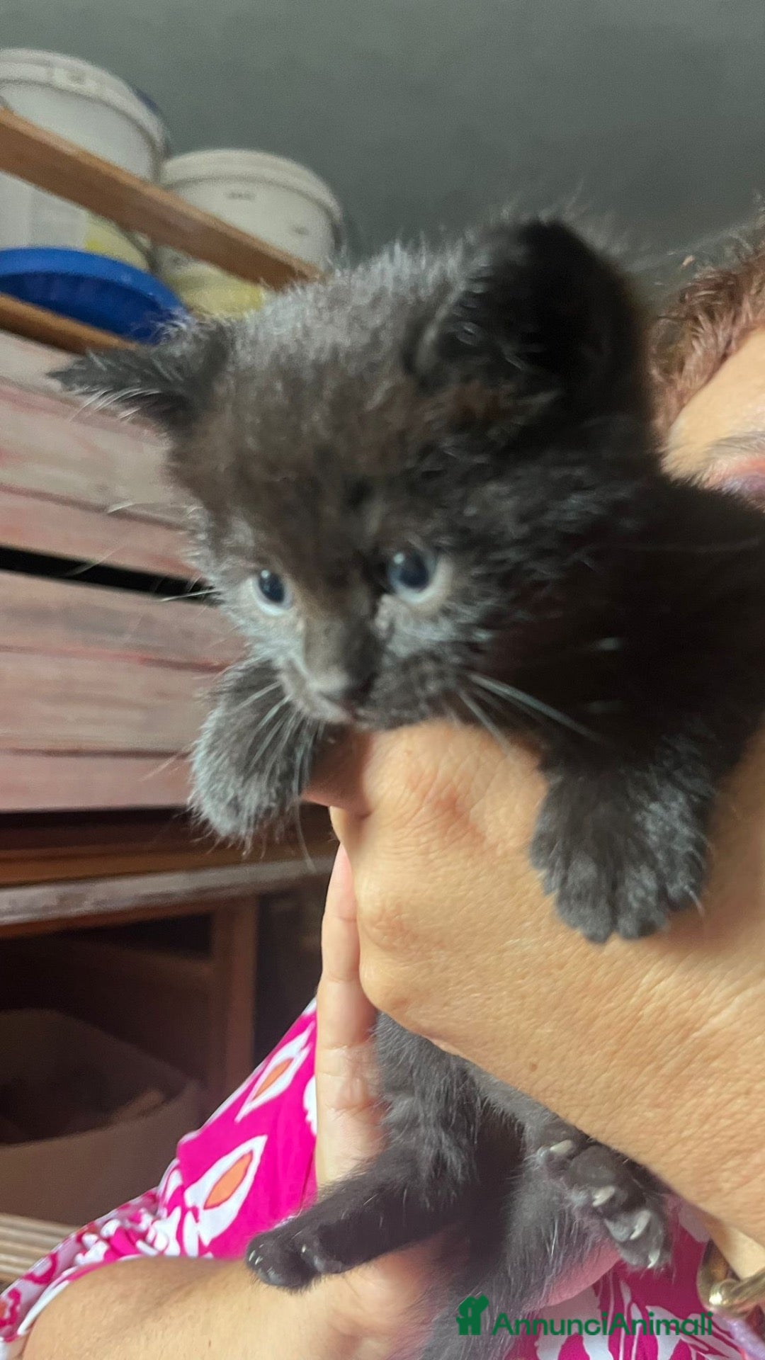 Siberiano gatti Siberiano maschio  - Annuncio 16