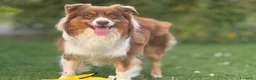 Australian Shepherd cani per accoppiamento: Australiano Red Tricolor  a Provincia di Ravenna - Annuncio 5