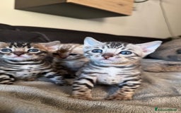 Bengala gatti in vendita: Cuccioli Bengala alta genealogia  a Provincia di Varese - Immagine 1