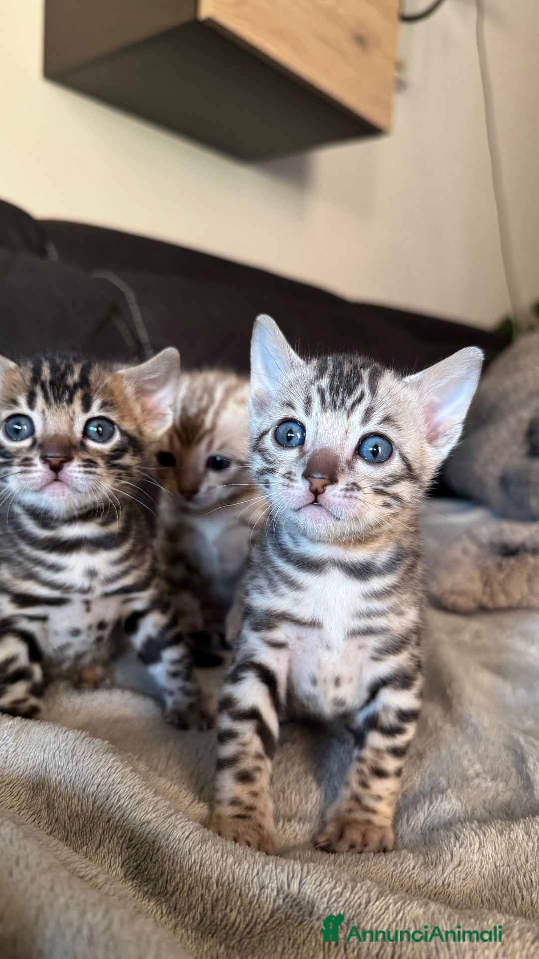 Bengala gatti in vendita: Cuccioli Bengala alta genealogia  a Provincia di Varese - Immagine 1