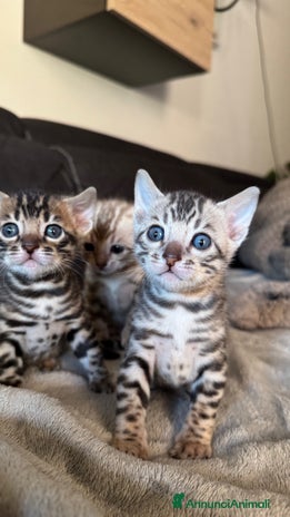 Bengala gatti a Provincia di Varese - Annuncio 8