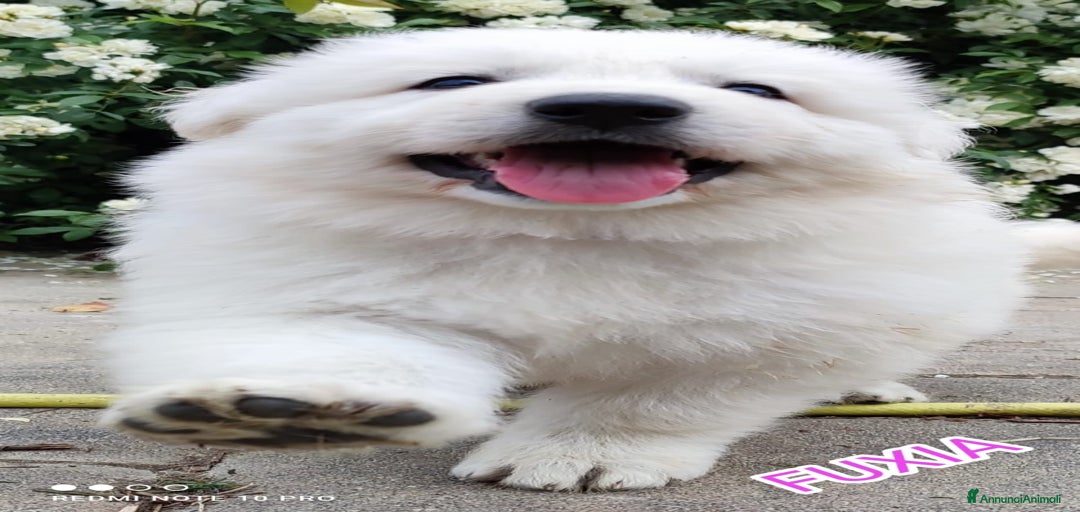 Immagine della galleria {{count}}