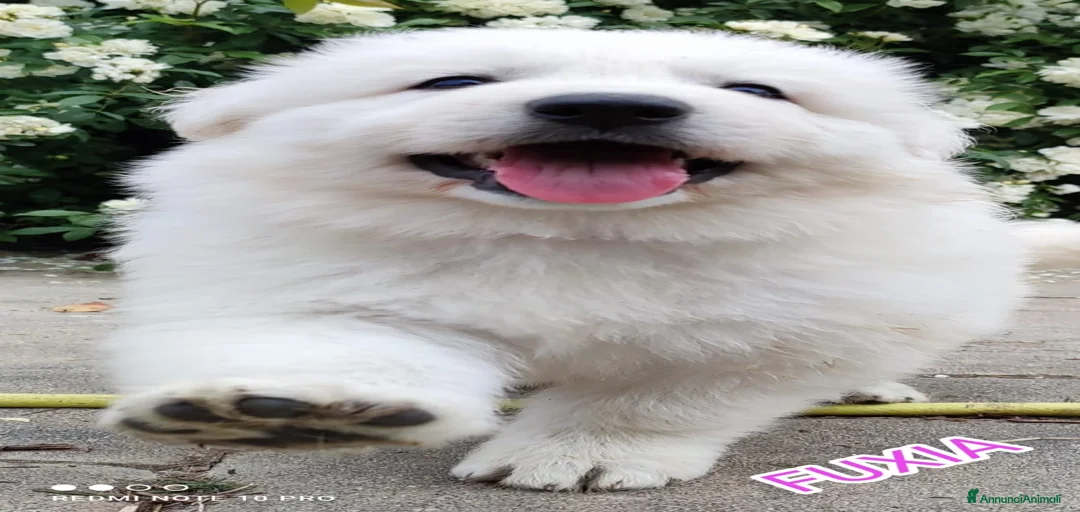 Immagine della galleria {{count}}