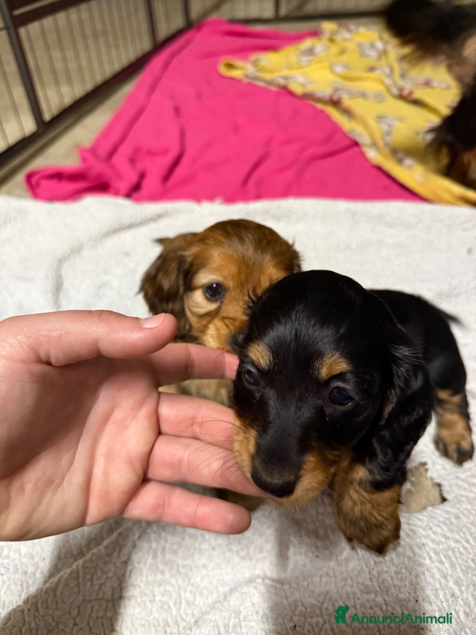 Bassotto cani Cucciolo di bassotto tedesco pelo lungo Kaninchen - Annuncio 2