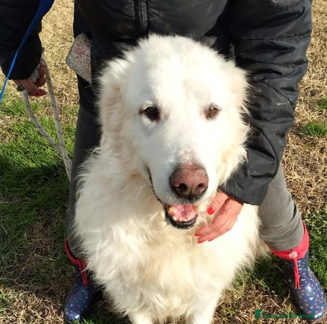 Pastore Maremmano cani in regalo: BATUFFOLOSO RUSSEL, ADOZIONE DEL CUORE a Provincia di Latina - Annuncio 1