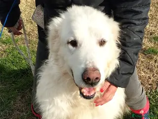 Pastore Maremmano cani BATUFFOLOSO RUSSEL, ADOZIONE DEL CUORE a Provincia di Latina - Annuncio 10