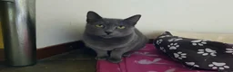 Europeo gatti in regalo: ZELDA, tenera gattina da adottare! - Annuncio 2