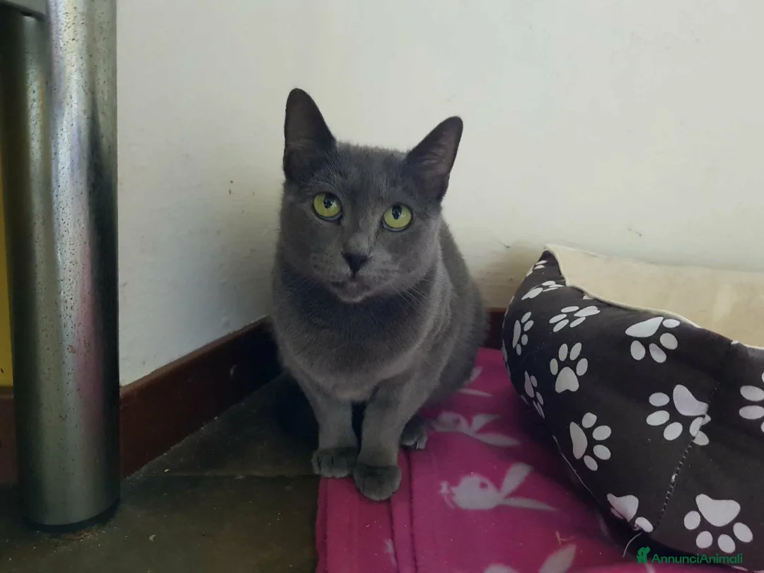 Europeo gatti in regalo: ZELDA, tenera gattina da adottare! - Annuncio 2