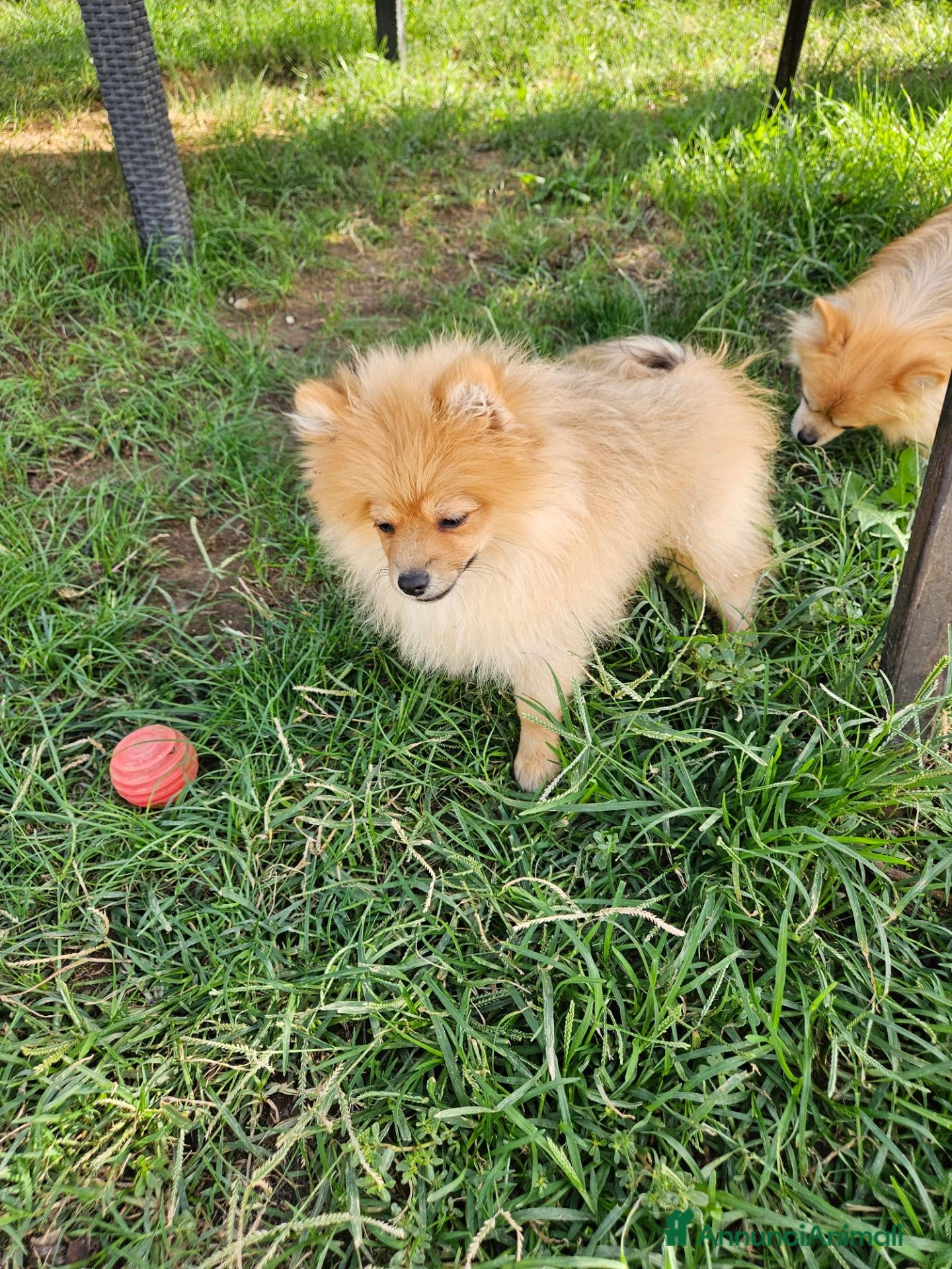 Volpino Pomerania cani Cuccioli pomerania - Annuncio 2