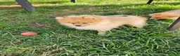 Volpino Pomerania cani in vendita: Cuccioli pomerania - Annuncio 1