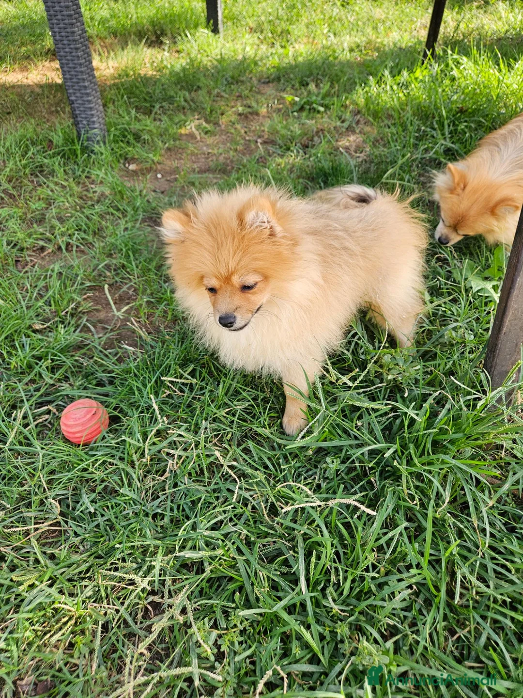 Volpino Pomerania cani in vendita: Cuccioli pomerania - Annuncio 1