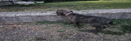 Cane Corso cani in vendita: Cucciola cane corso  - Annuncio 4