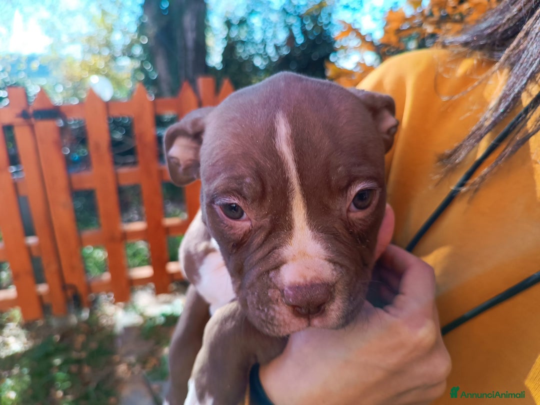 Bulldog cani in vendita: Cuccioli American Bulldog  - Annuncio 5